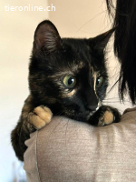 Iris und Rose, zwei liebe Stubentiger suchen ein Zuhause