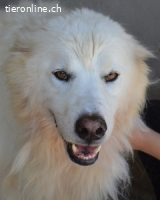 Jaafar - Der sanfte Riese