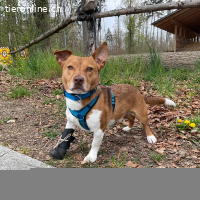 Lucas Jack Russel Mischling mit Handicap
