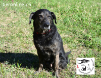 Jack sucht dringend ein Zuhause