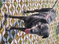 Jack sucht dringend ein Zuhause
