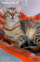 JACK - WIRBELWIND MIT EINEM AUGE ABER DOPPELT MUT