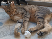 JACK - WIRBELWIND MIT EINEM AUGE ABER MIT DOPPELT MUT