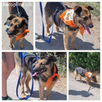 Jaisa, geb. 15.11.2013, Größe ca. 50-55cm, Zuhause verloren