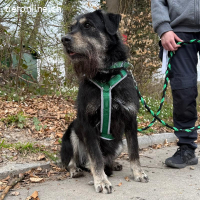 Jambo, braucht hundeerfahrenes und geduldiges Zuhause