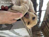 Jamie - sanftmütig und ruhig