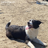 Jana menschenbezogen und kuschelbedürftig
