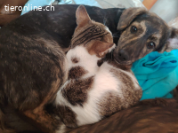 Janina - kuschelt mit Katzen
