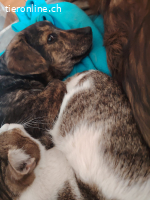 Janina - kuschelt mit Katzen