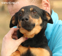 Janka – ein eher ruhiges Hundemädchen