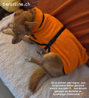 Jara - Kluge Podenca mit Herz♡