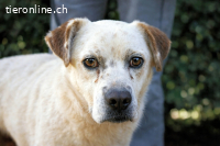 Jedd - Der Hund mit den Sommersprossen