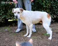 Jedd - Liebe auf den zweiten Stern