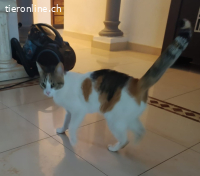 Jenny (1 J) - so eine Maus braucht doch eine Familie