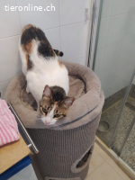 Jenny (1 J) - so eine Maus braucht doch eine Familie