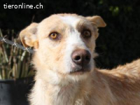 Jenny - bildschöne langbeinige Podenca Ibiza