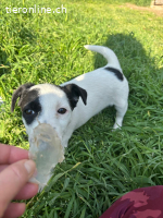 Jessica - selbstbewusstes Welpenmädchen