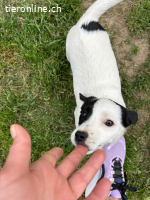 Jessica - selbstbewusstes Welpenmädchen