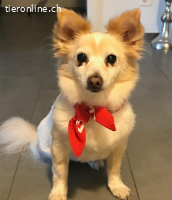 Die Jessy (mischling) sucht eine liebevolle Familie