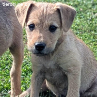 Jimmy – lustiger und aufgestellter Welpe