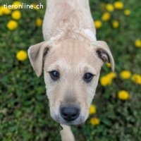 Jimmy – lustiger und aufgestellter Welpe