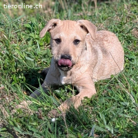 Jimmy – lustiger und aufgestellter Welpe