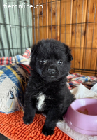 Jinx – Mutiger Welpe sucht Zuhause