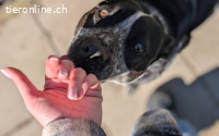 Jippie sucht ein Zuhause