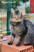 Joan – sanfter Langhaar-Kater als Freigänger