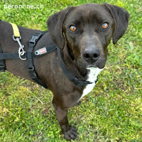 Jolanda – wunderschöne Hündin mit viel Power