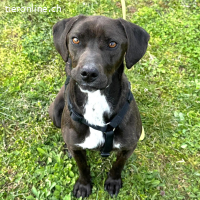 Jolanda – wunderschöne Hündin mit viel Power