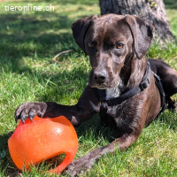 Jolanda – wunderschöne Hündin mit viel Power