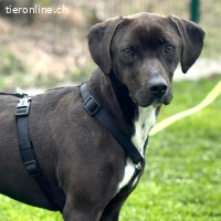 Jolanda – wunderschöne Hündin mit viel Power