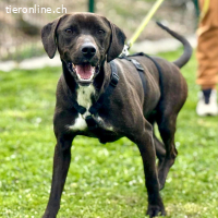 Jolanda – wunderschöne Hündin mit viel Power