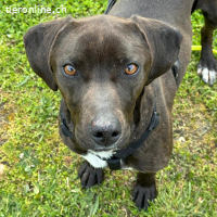 Jolanda – wunderschöne Hündin mit viel Power