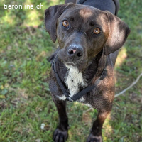 Jolanda – wunderschöne Hündin mit viel Power