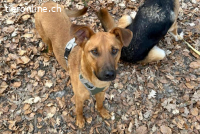 Joschi (1Jahr) – ein Freund fürs Leben