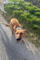 Joschi (1Jahr) – ein Freund fürs Leben