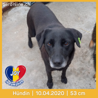 Joy hat ihr Herz nie verschlossen. Sie liebt nähe und Mensch