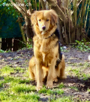 JUKINA, Treue Begleiterin mit Herz und Köpfchen