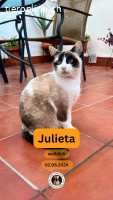Julieta, w./kastr., geb. 08/2024, FeLV+