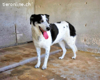 Julinda - Bitte, bitte helft uns!