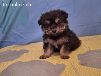 Julio ein fröhlicher Wegbegleiter sucht sein Glück