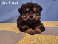 Julio ein fröhlicher Wegbegleiter sucht sein Glück