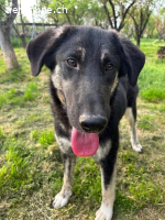 Junghündin Millie möchte die Welt entdecken