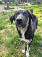 Junghündin Millie möchte die Welt entdecken