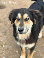 Junghund Alex - ein Charakter aus Gold