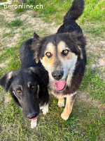 Junghund Alex - ein Charakter aus Gold