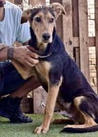 Pumba – sensibler Junghund sucht sein Zuhause