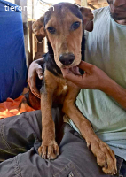 Pumba – sensibler Junghund sucht sein Zuhause